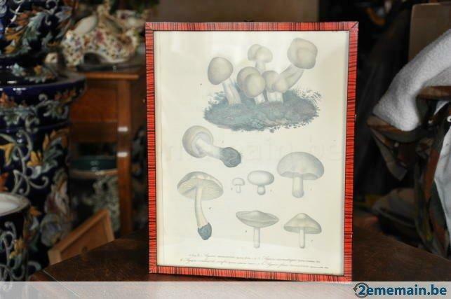 documentation mycologie agaric  dans cadre n°1, Ophalen of Verzenden, Gebruikt