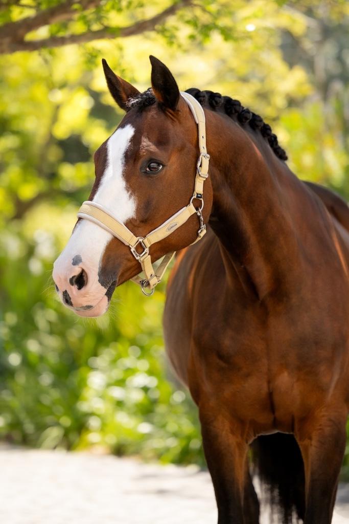 LeMieux Versailles Halster Velvet Mimosa Cob SALE -25%!, Enlèvement ou Envoi, Neuf, Autres espèces