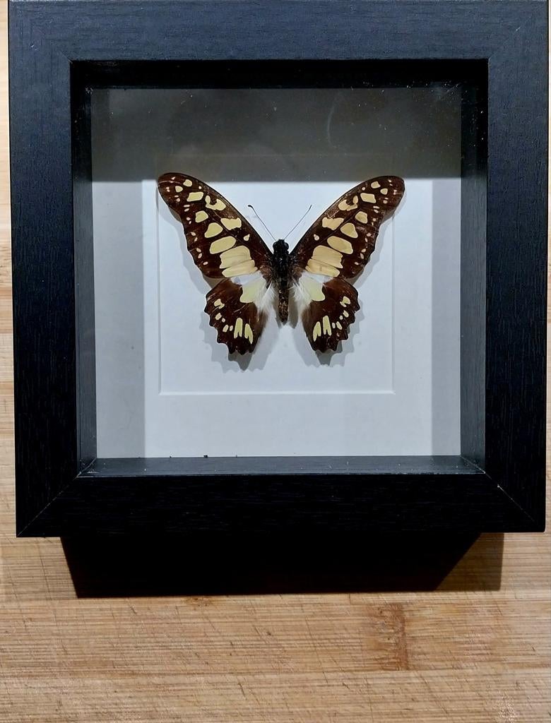 Cadre papillon jaune et noir, Enlèvement ou Envoi, Neuf