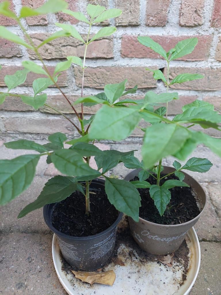 Boom - es, Tuin en Terras, Planten | Tuinplanten, Ophalen of Verzenden