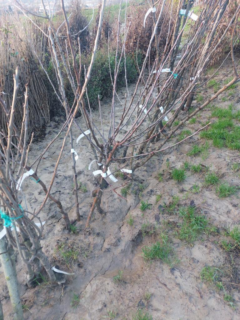 Fruitbomen (appel/peer/pruim/kers, notelaar), Ophalen, Lente, Overige soorten, Volle zon
