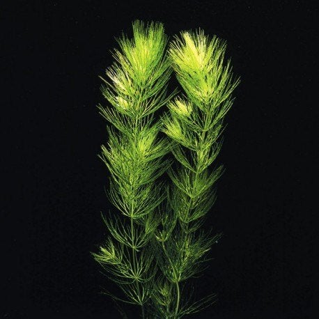 Ceratophyllum Demersum plante pour aquarium, Enlèvement, Comme neuf, Plante(s), Pierre ou Bois, Autres marques