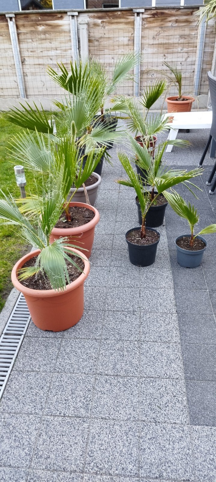 Palmbomen,Washingtonia Robusta.Oudenaarde, Tuin en Terras, Ophalen