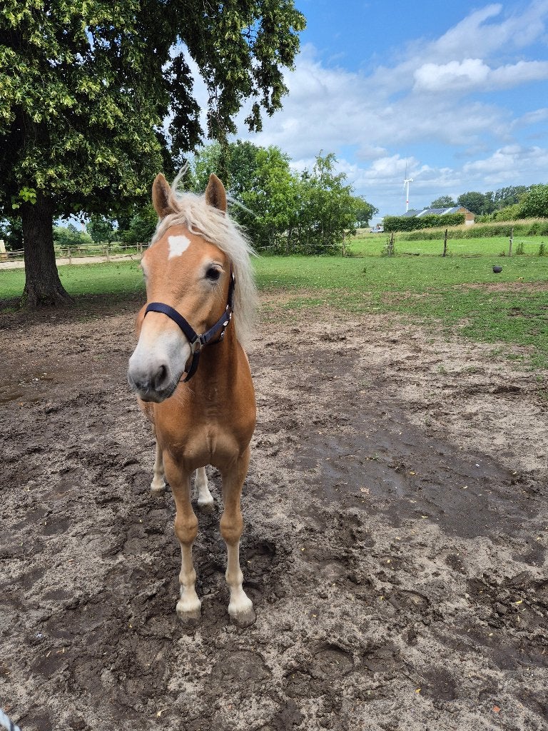 Haflinger à vendre, Avec pedigree, Moins de 160 cm, 0 à 2 ans, Cheval de récréation