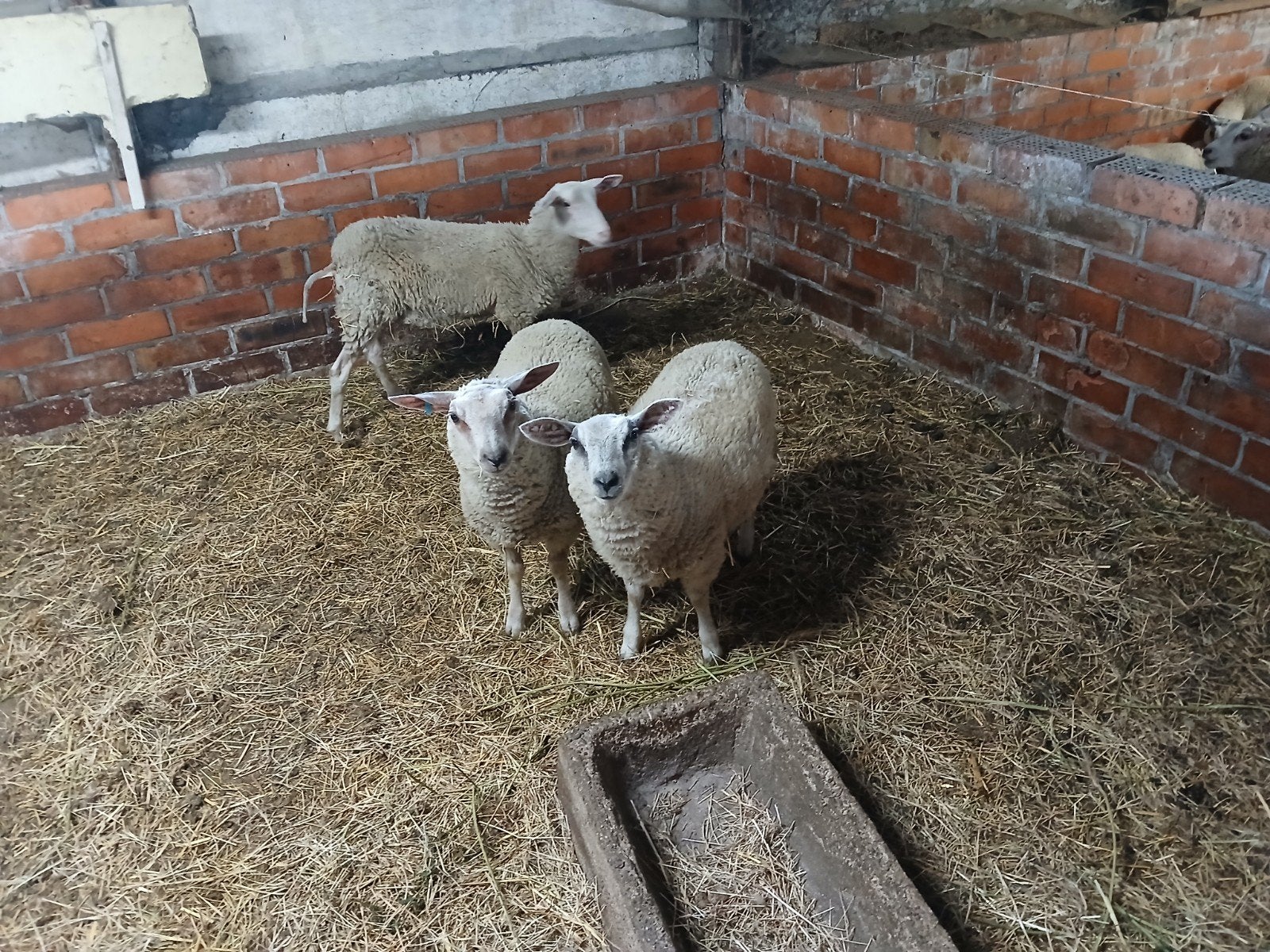 3 bok lammers en 3 ooi lammers, Dieren en Toebehoren