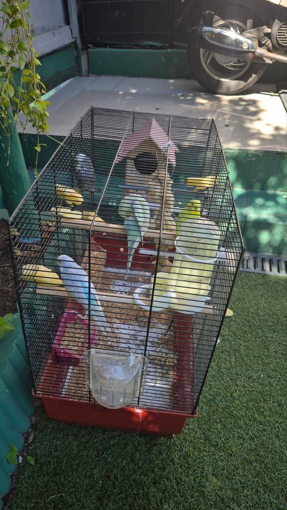 6vogels met kooi, Dieren en Toebehoren