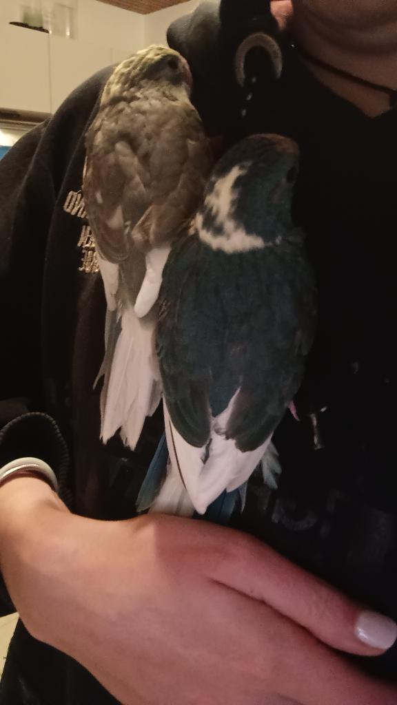 Kakariki, Dieren en Toebehoren, Vogels | Parkieten en Papegaaien, Geslacht onbekend