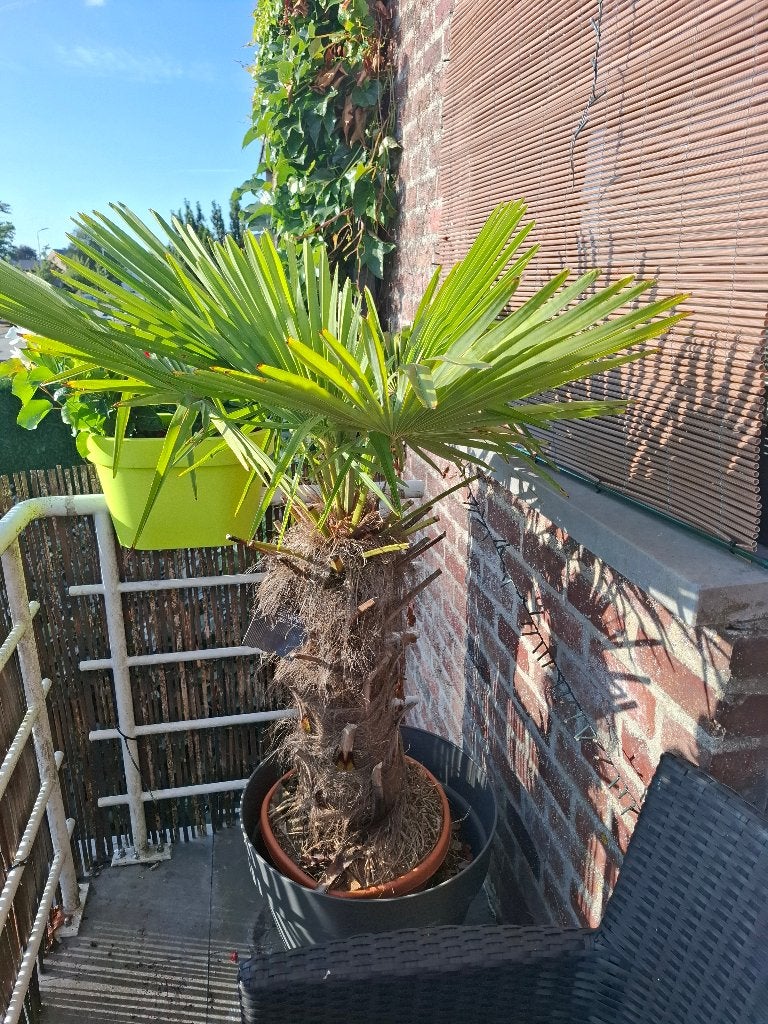 Palmboom fortunei wintervast ., Jardin & Terrasse, Plantes | Arbres, Enlèvement, En pot, Palmier
