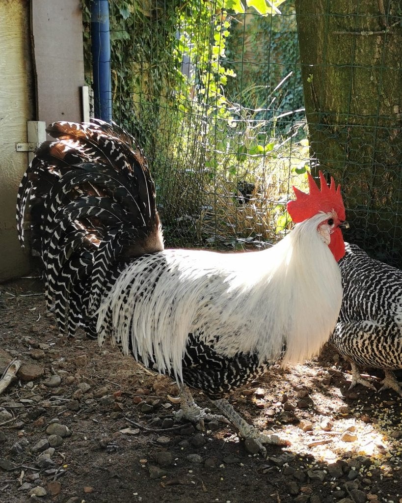 Zilverbrakel haan groot, Dieren en Toebehoren, Mannelijk, Kip