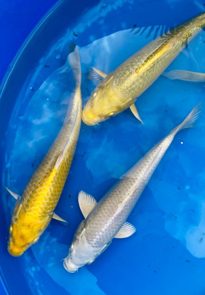 Diverse Japanse Tosai 25cm, Karper of Koi