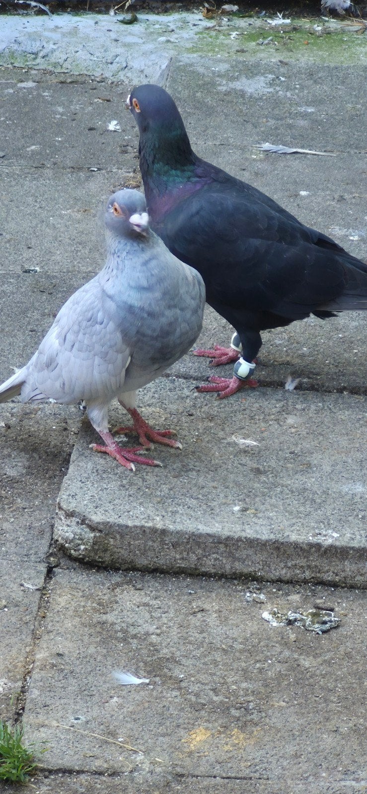 mooi duiven te koop, Dieren en Toebehoren, Vogels | Duiven
