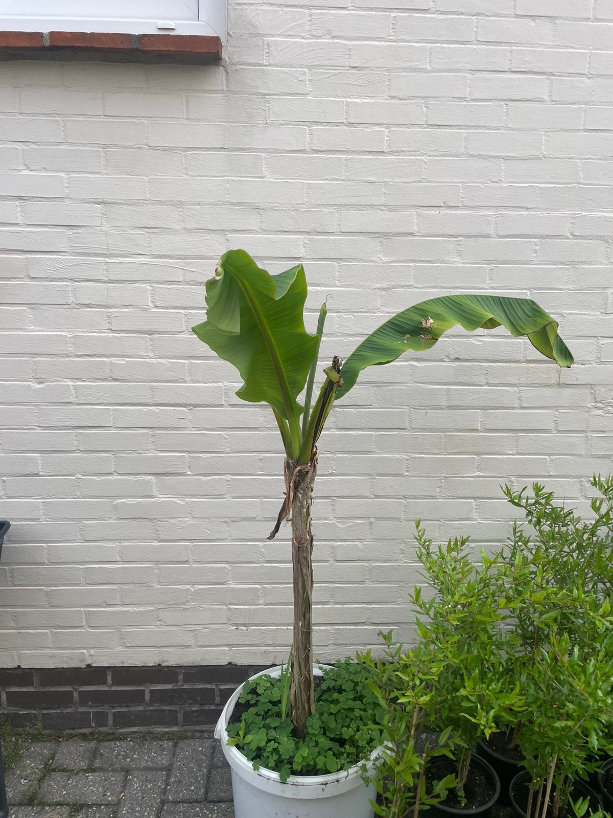 Jonge bananenboom, Tuin en Terras, Planten | Bomen, Ophalen