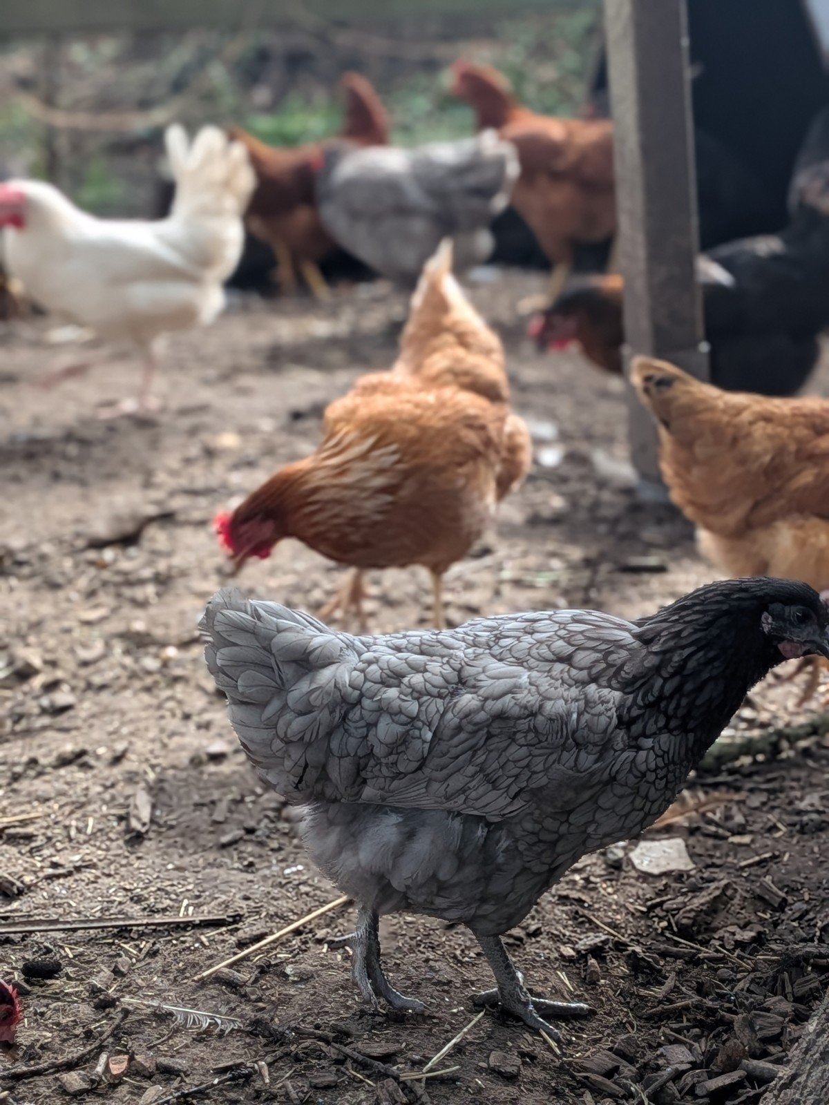 bleu de lande legkippen, Dieren en Toebehoren