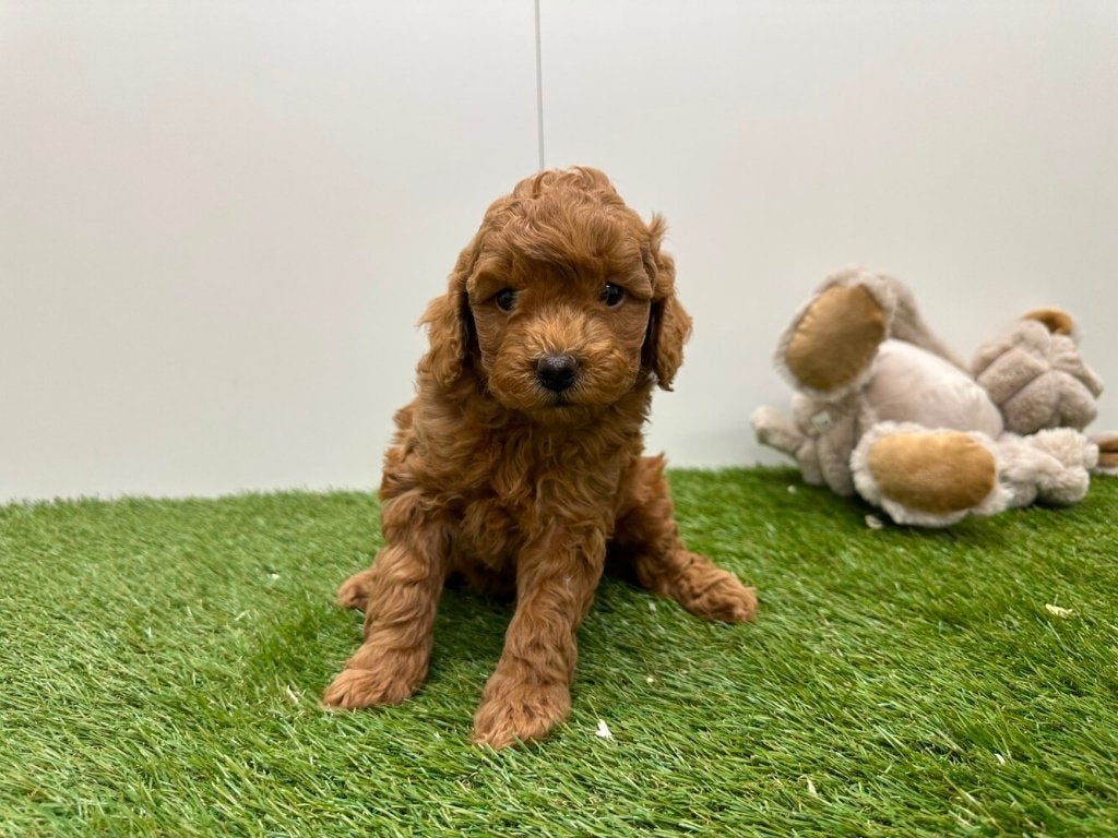 Portée de chiots Cavapoo (F21), Animaux & Accessoires, Chien (mâle), Maladie de Carré (chiens), Belgique, Un chien