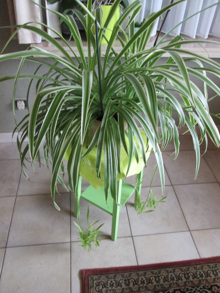 Graslelie, Ophalen, Halfschaduw, In pot, Minder dan 100 cm