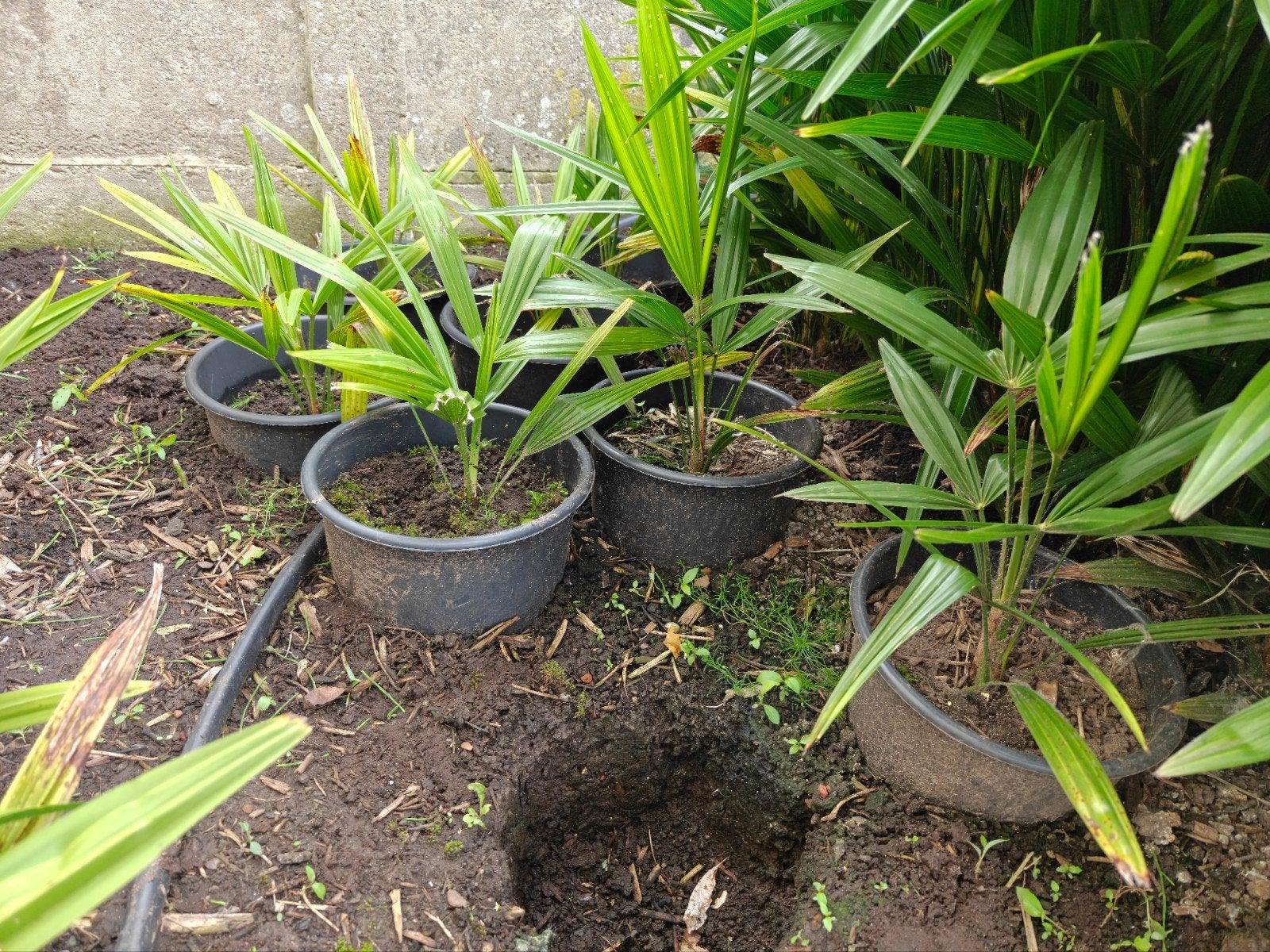 Trachycarpus Fortuneii rustique, Enlèvement