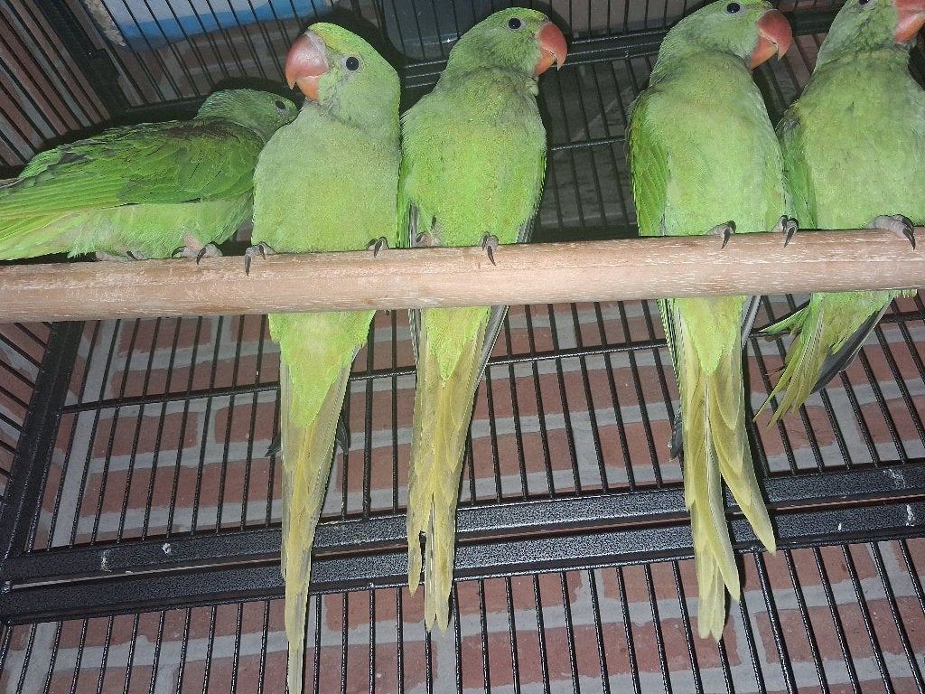 Alexander parkieten, Animaux & Accessoires, Oiseaux | Perruches & Perroquets, Perruche, Domestique