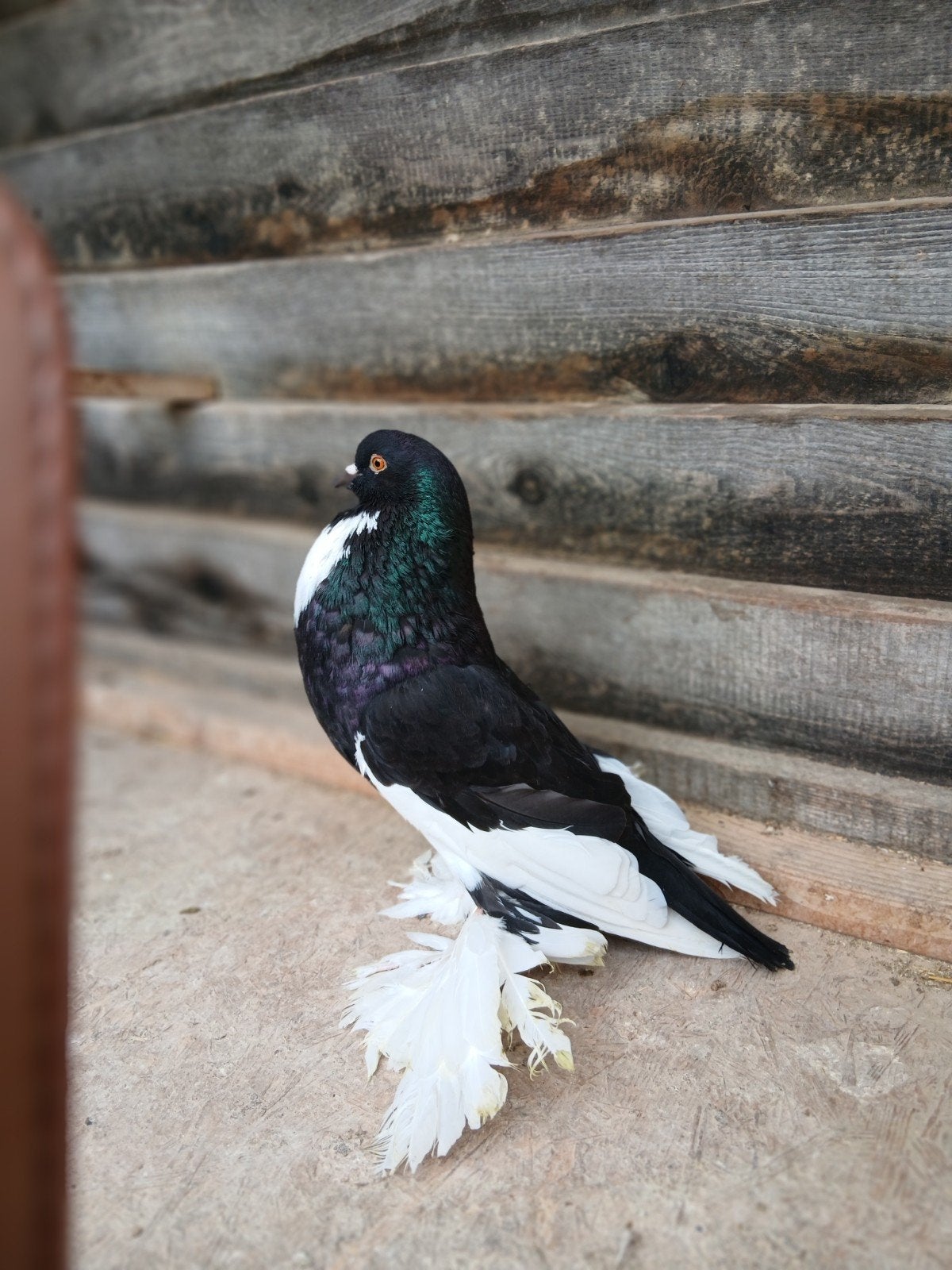 Hollandse Kropers. zwartbond, blauwbond en duinbond, Dieren en Toebehoren, Meerdere dieren, Kropper