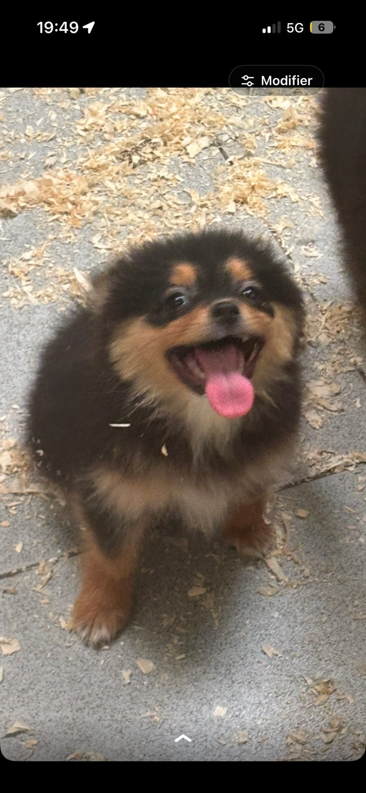 Spitz nain loulou te koop, Loulou, Hépatite contagieuse (maladie de Rubarth), Chienne, Belgique