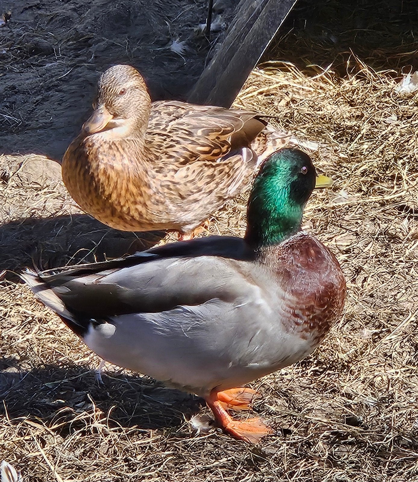 Hollandse kwakers Koppel, Dieren en Toebehoren