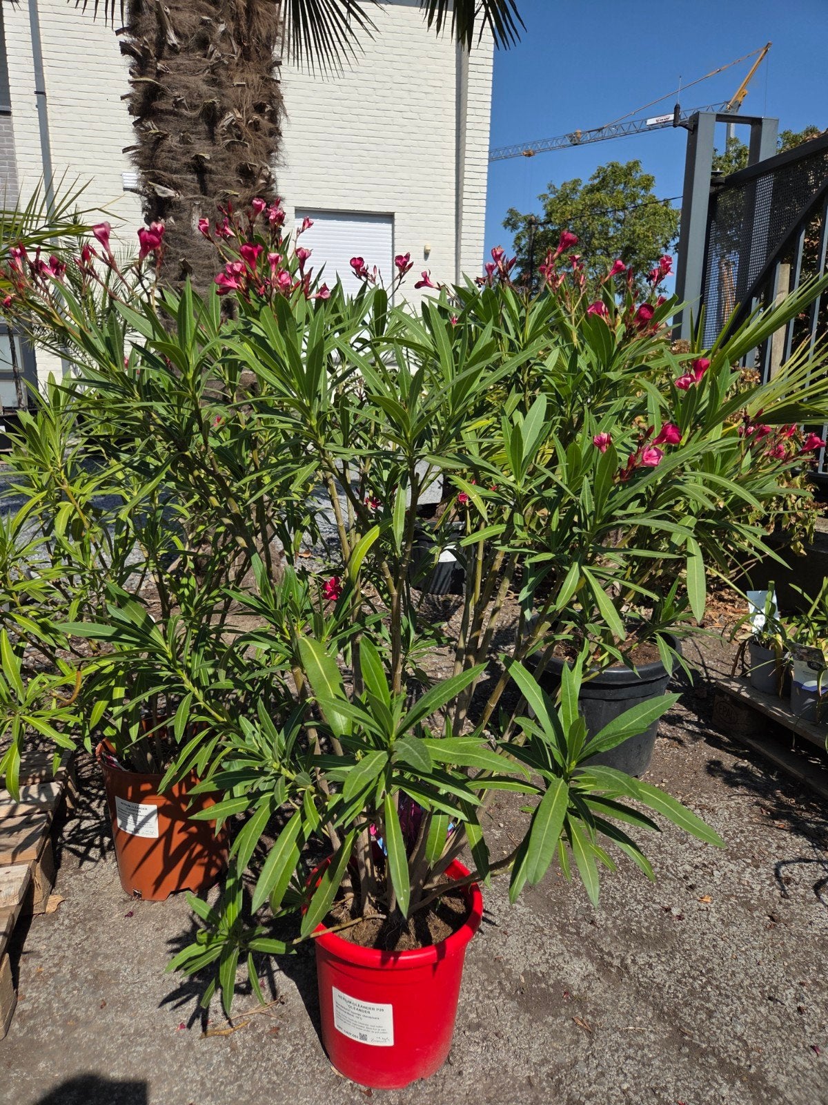 Nerium Oleander, Ophalen
