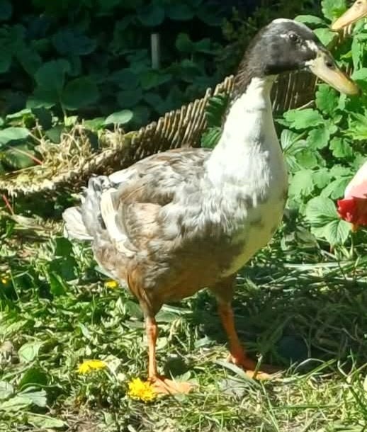 Indische loopeend koppel mannetje zeer tamm, Dieren en Toebehoren, Eend