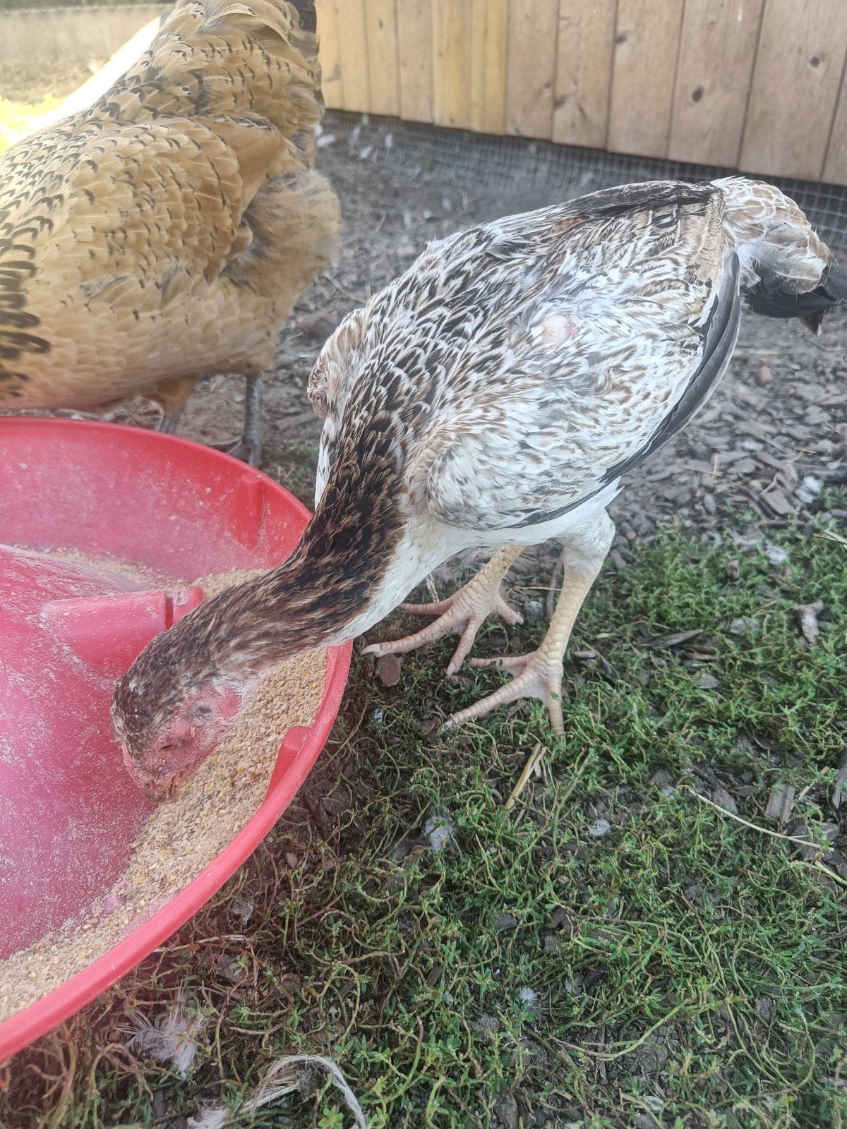Shamo hen jonge mooie vechtkip