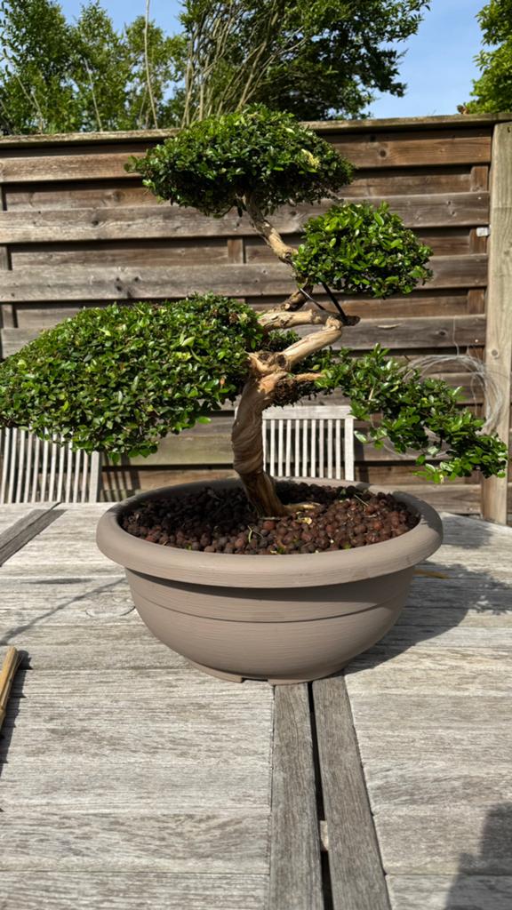 Bonsai Lonicera, Tuin en Terras, Ophalen