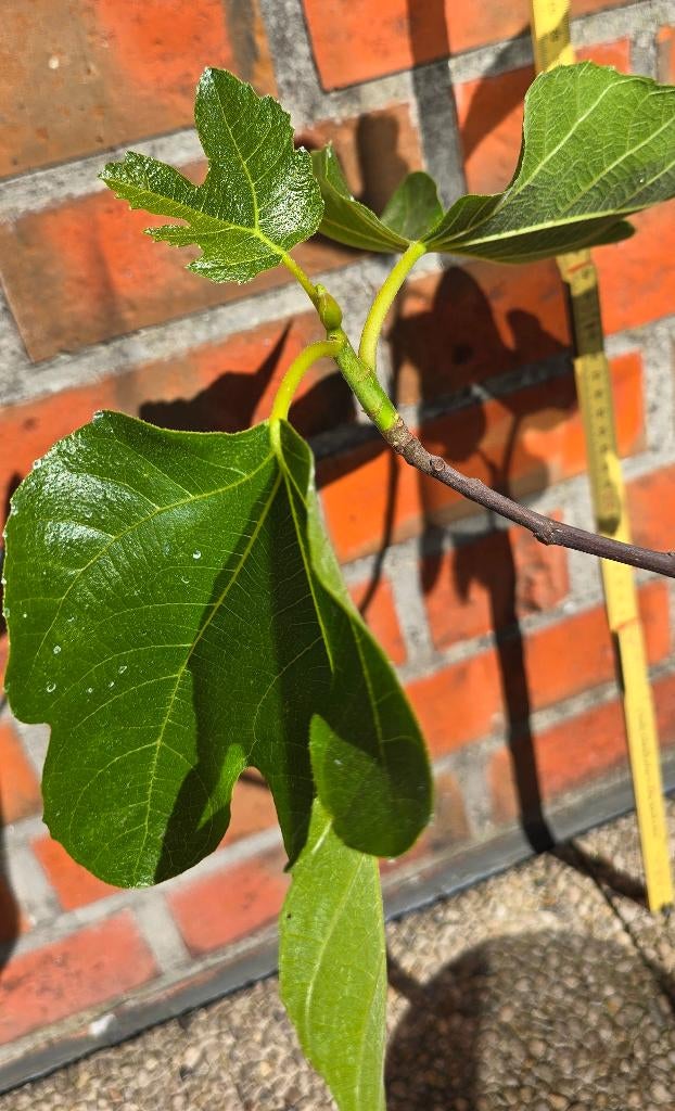 Figuier Ficus Carica 1v9cast, Figuier, En pot, Plein soleil, Moins de 100 cm