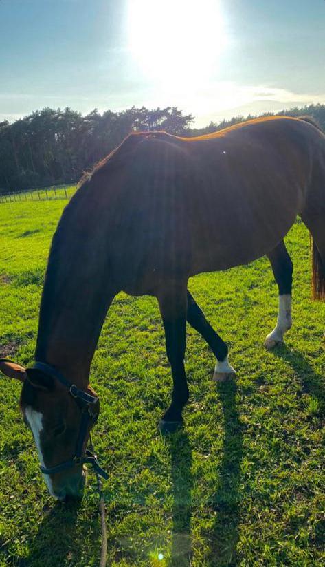 Twee super lieve en rustige recreatie paardjes, Dieren en Toebehoren, Paarden, Meerdere dieren, Niet van toepassing