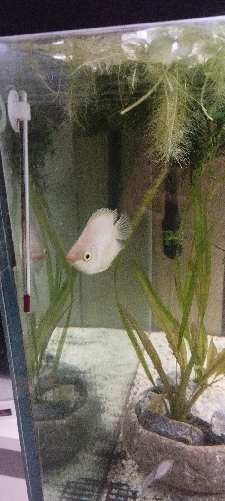 verschillende vissen, Dieren en Toebehoren, Vissen | Aquariumvissen, Vis