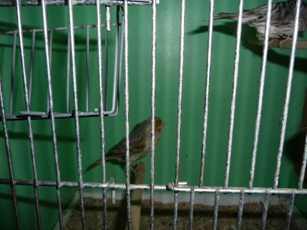 kanarievogel, Meerdere dieren, Kleurkanarie
