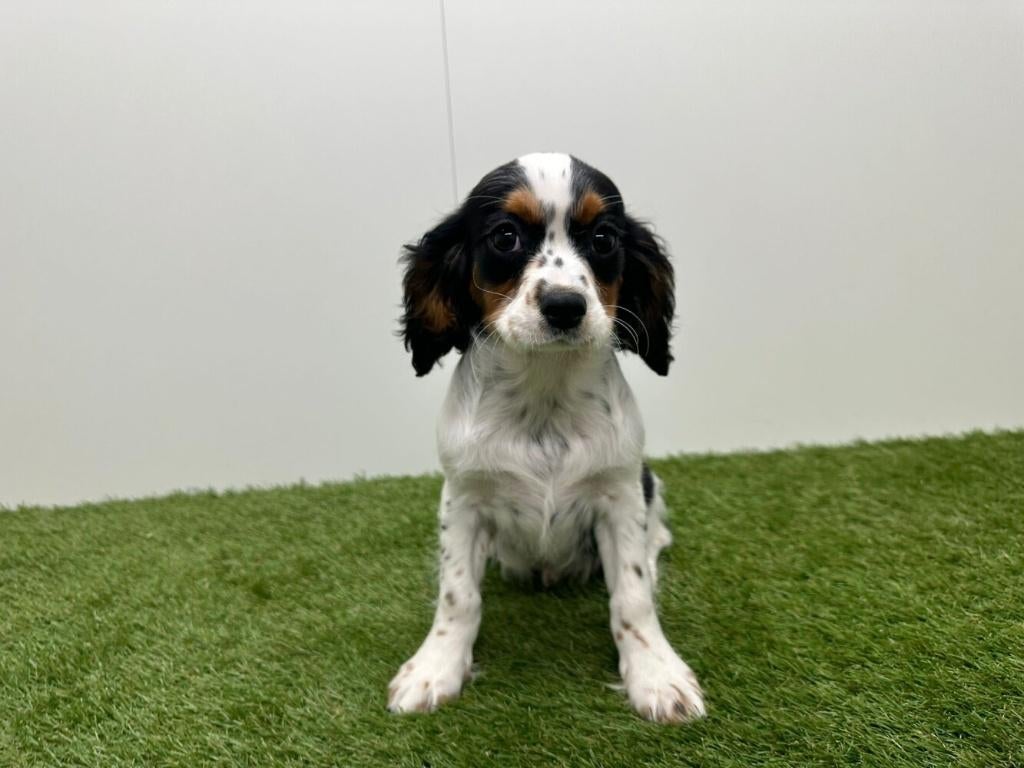 Chiots Cavalier King Charles Spaniel, Chien (mâle), Hépatite contagieuse (maladie de Rubarth), Belgique, Plusieurs