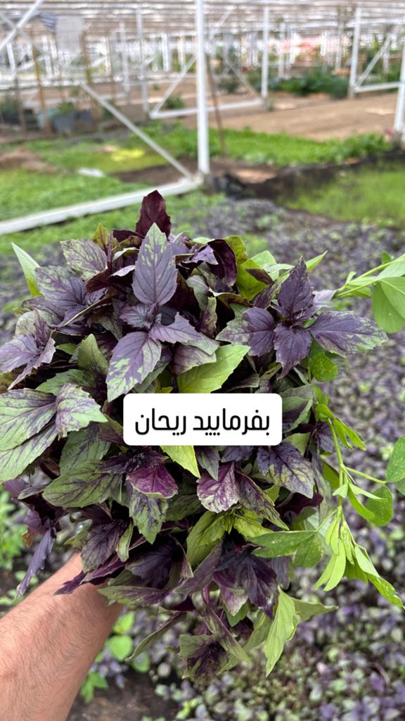 Reyhoon   Iranis ریحان تازه محلی, Tuin en Terras, Planten | Tuinplanten, Ophalen