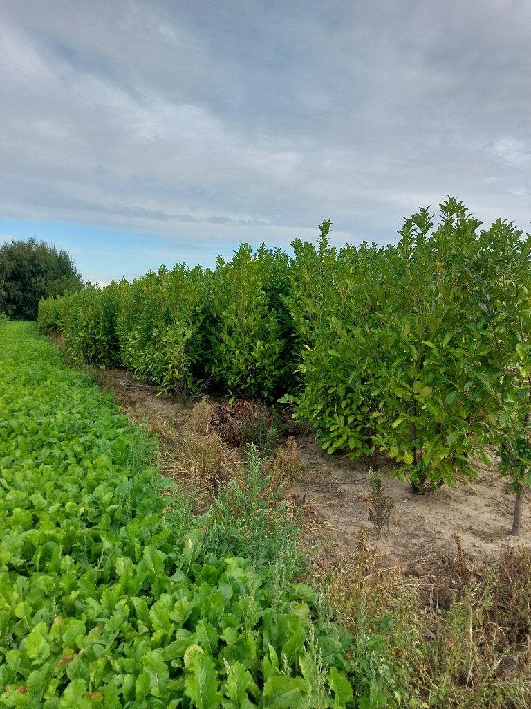 Prunus haagplanten  2.5m, Tuin en Terras, Ophalen