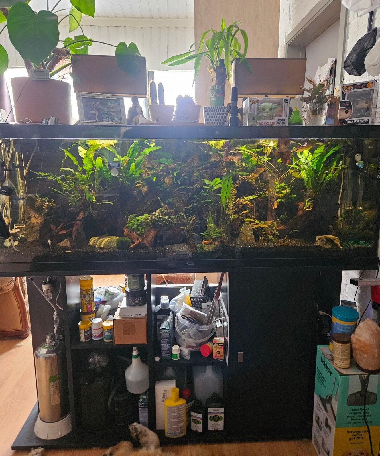 Aquarium 150cm, Animaux & Accessoires, Poissons | Aquariums & Accessoires, Aquatlantis, Aquarium d'eau douce rempli, Comme neuf
