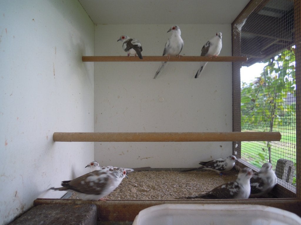Bonte diamantduifjes (koppels), Animaux & Accessoires, Plusieurs animaux, Oiseau tropical, Domestique