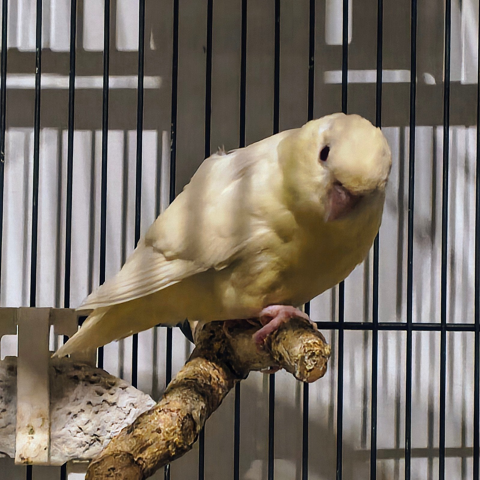 2 Catharina parkieten poppen te koop, Vrouwelijk, Parkiet