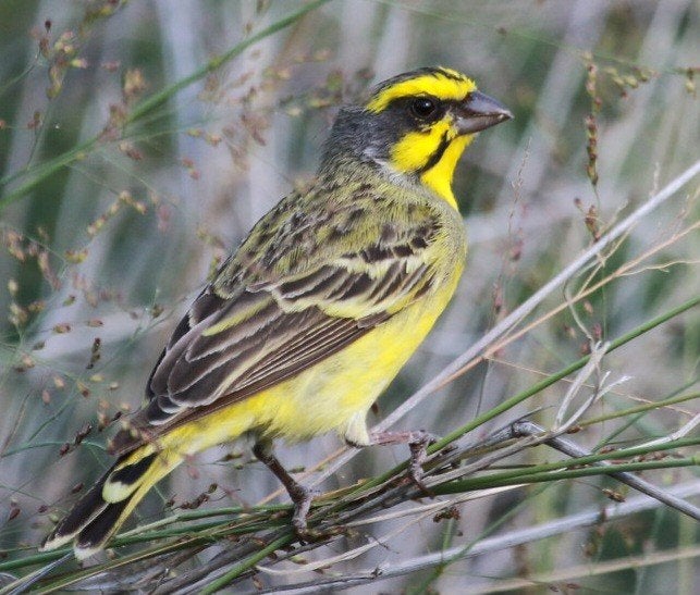 Crithagra mozambicus granti