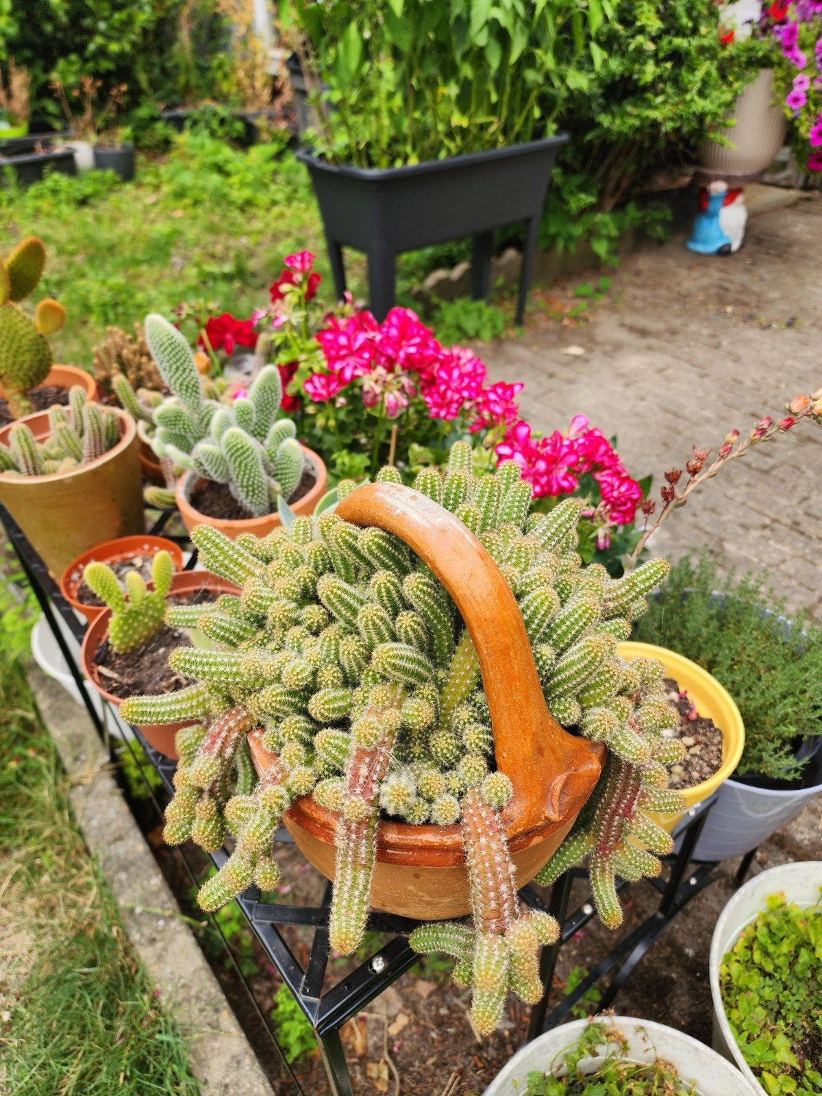 cactus, Tuin en Terras, Bloembollen en Zaden, Ophalen