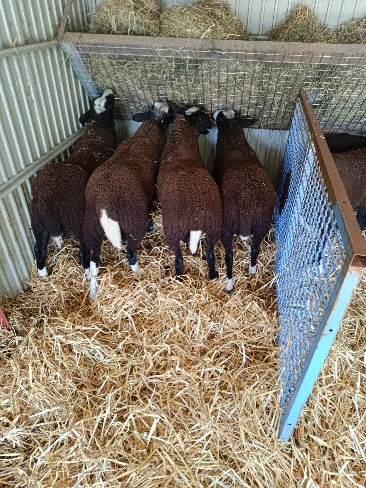Schapen bokken