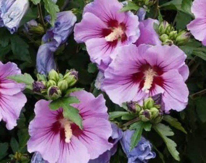 Hibiscus scheutjes, Tuin en Terras, Ophalen