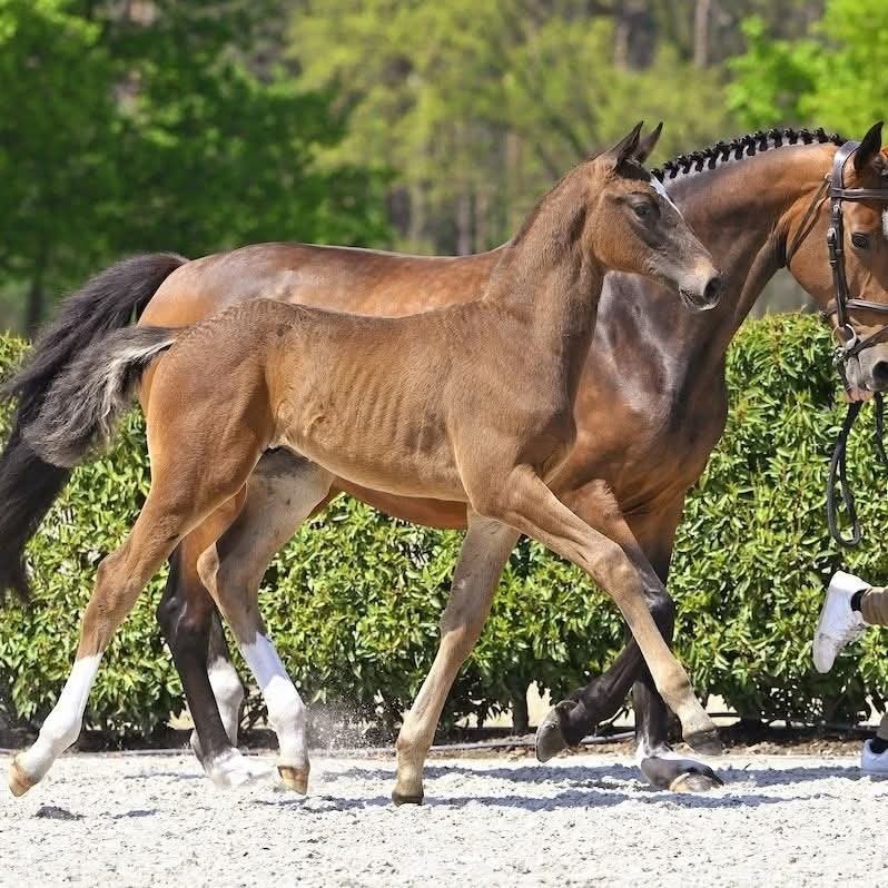 Twee drachtige fokmerries, Animaux & Accessoires, Chevaux, Z
