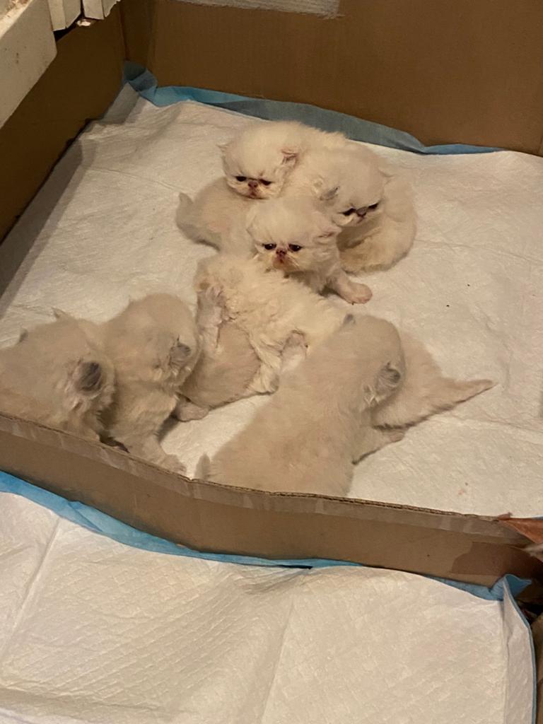 2 nestjes Perzische himalayan kittens, Dieren en Toebehoren, Kater, Gechipt, 0 tot 2 jaar