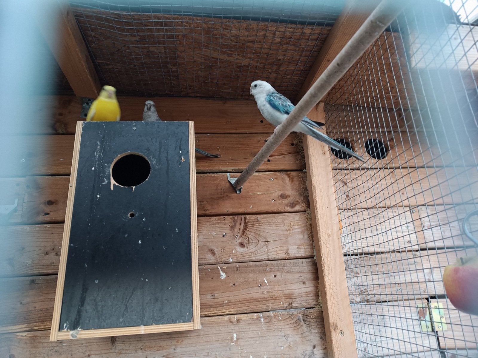 parkiet, Dieren en Toebehoren, Vogels | Overige Vogels
