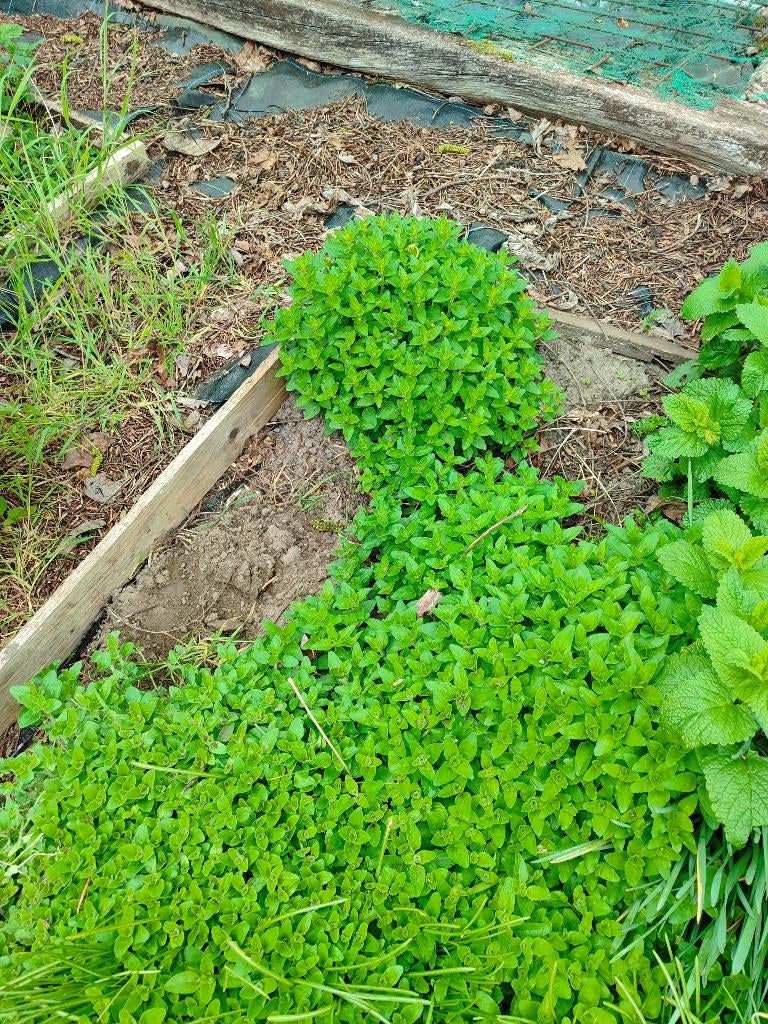 Oregano, Jardin & Terrasse, Plantes | Jardin, Été, Enlèvement, Plante fixe, Herbes