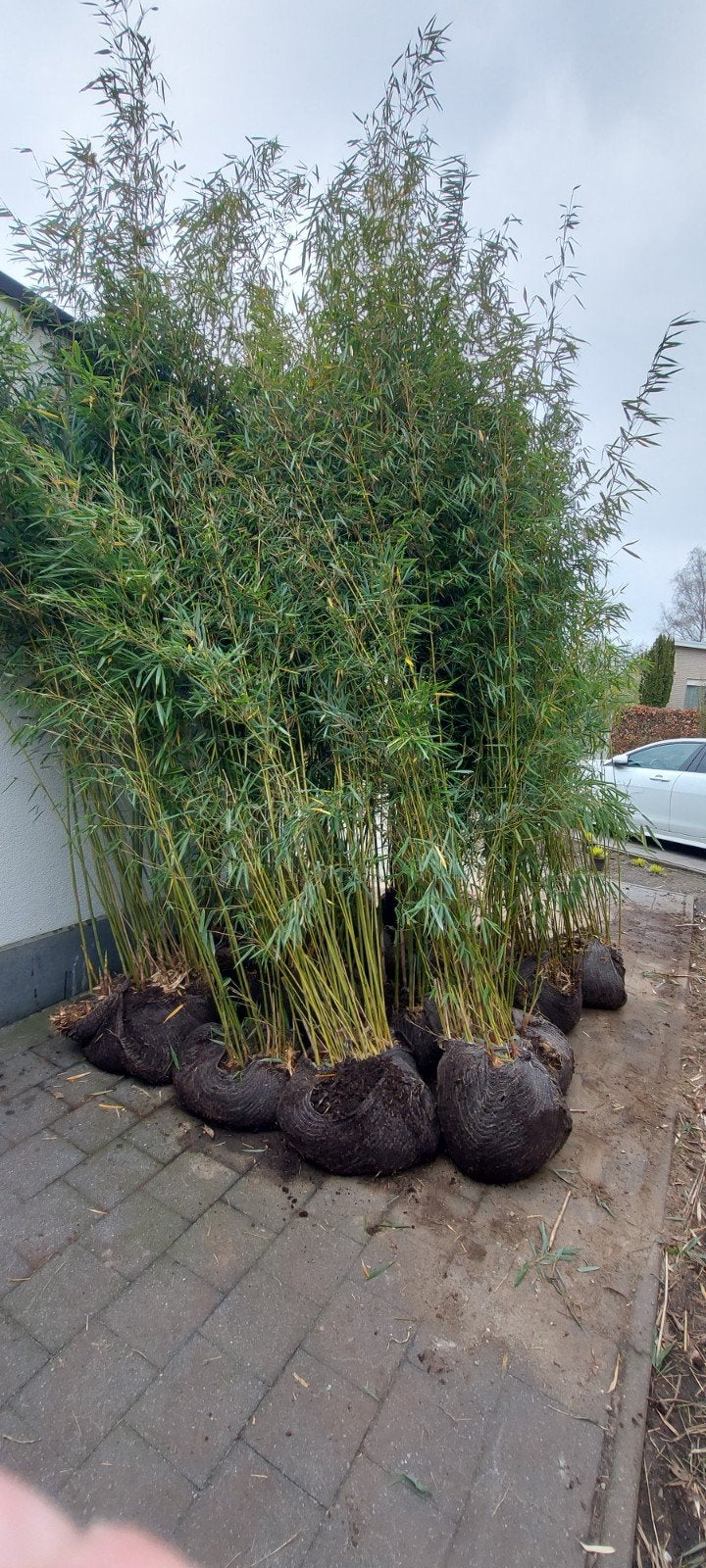 fargesia robusta campbell, Ophalen, Bamboe, Haag