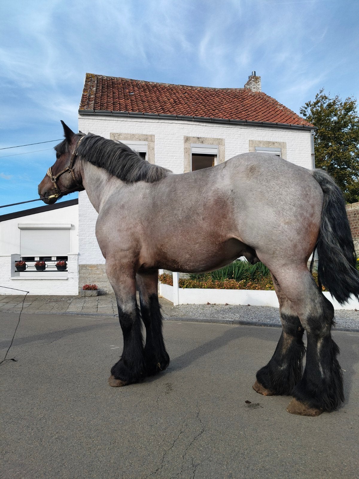 cheval de trait belge, Animaux & Accessoires