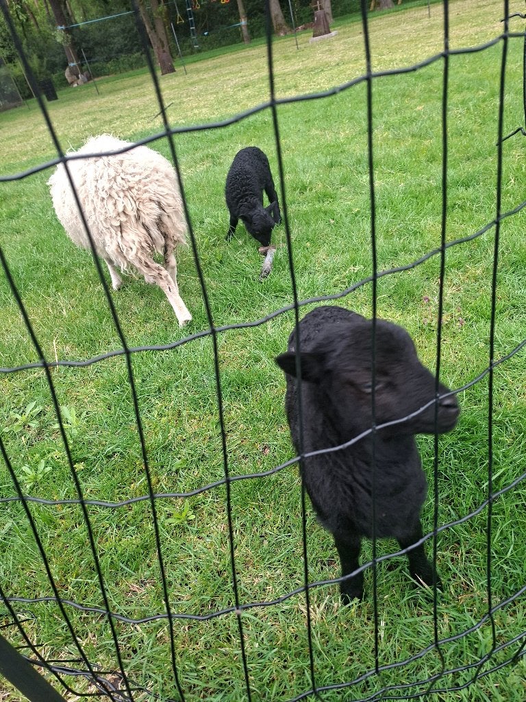 Ouessant ram, Dieren en Toebehoren, Schapen, Geiten en Varkens, Mannelijk, Schaap, 0 tot 2 jaar