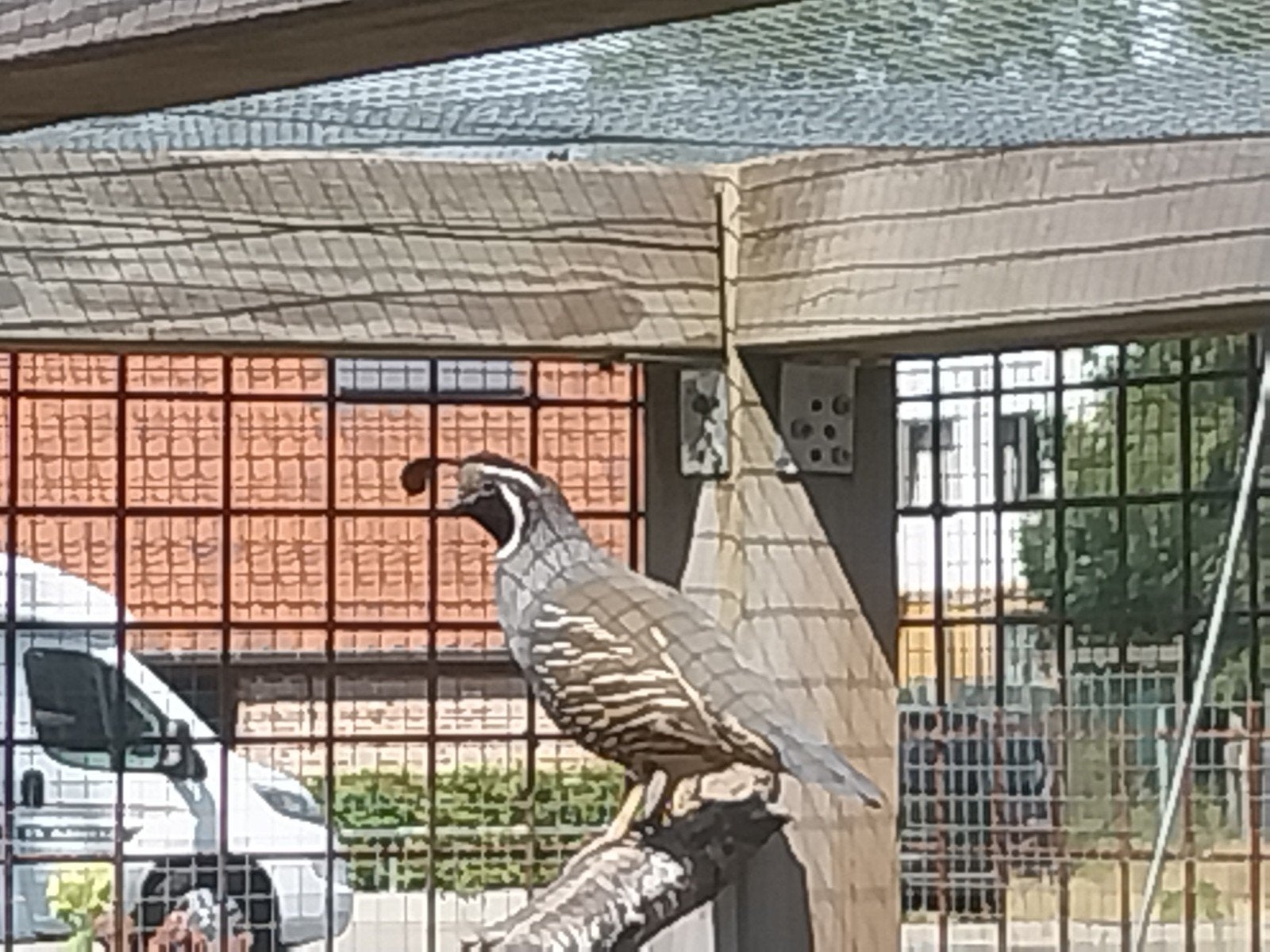 Californië kuifkwartel, Animaux & Accessoires, Oiseaux | Oiseaux Autre